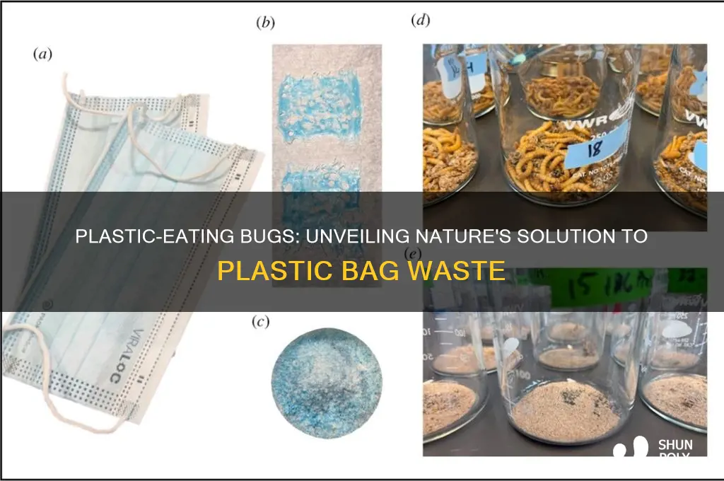 what bug can eat through plastic bags