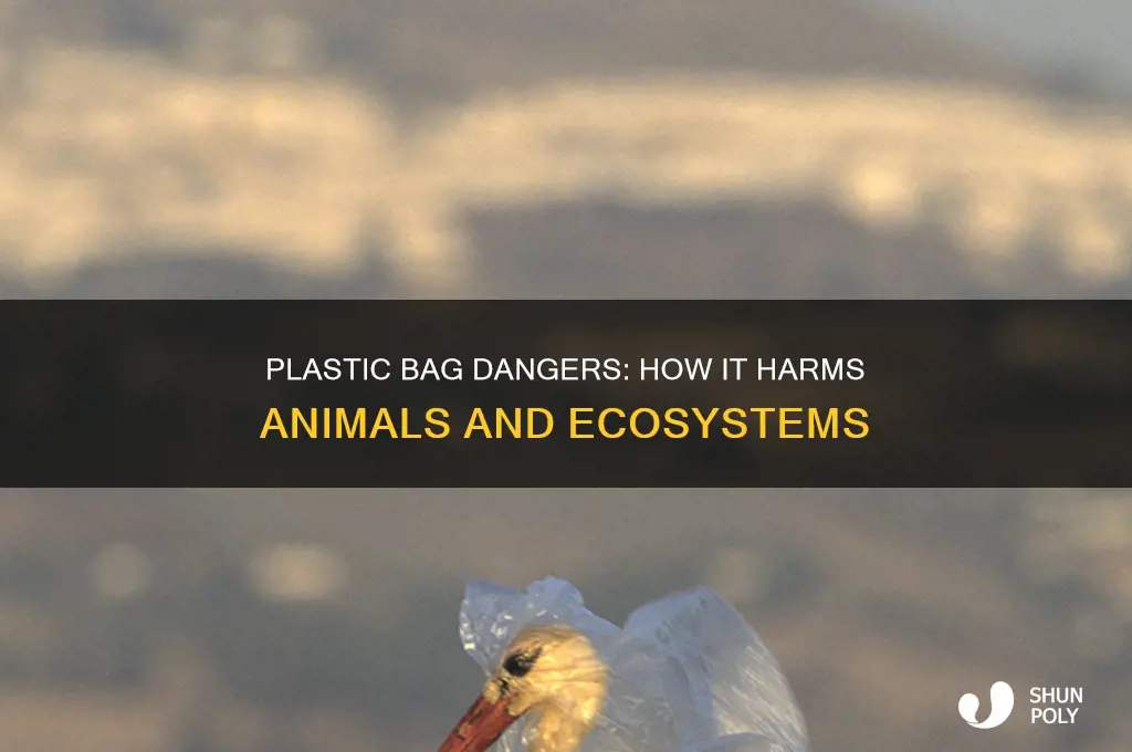 what can happen if an animal eats a plastic bag