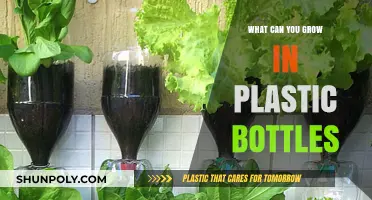 Creative Bottle Gardening: What to Grow in Plastic Bottles
