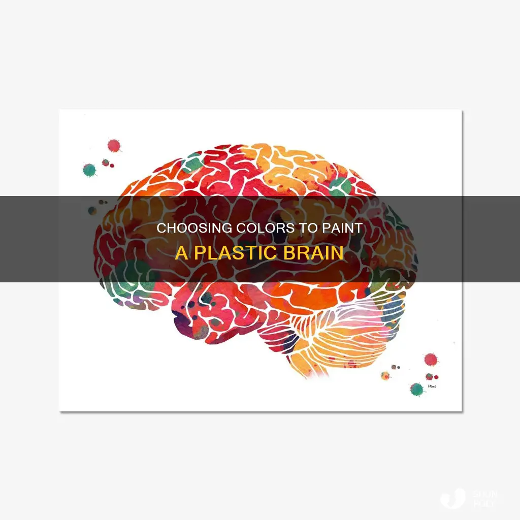 what colors to paint a plastic brain