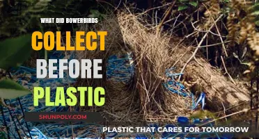 Bowerbirds' Natural Collecting Instincts Before Plastic
