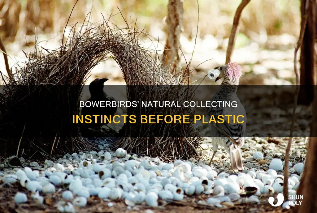 what did bowerbirds collect before plastic