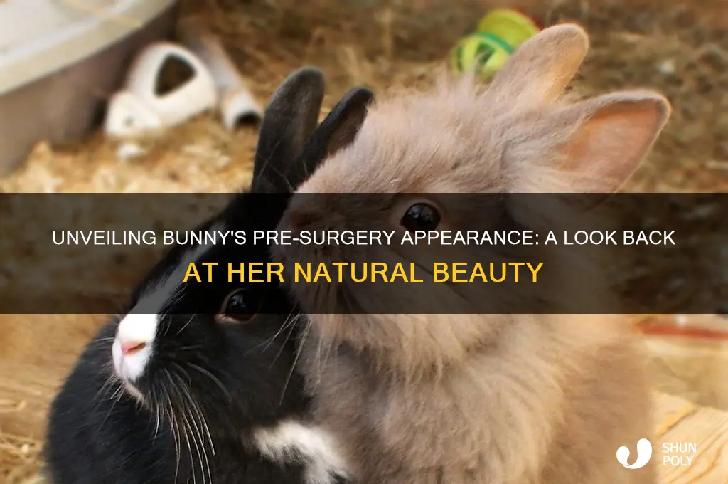 what did bunny look like before plastic surgery
