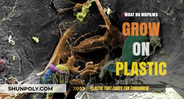 How Plastic Surfaces Nurture Biofilm Growth