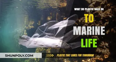 Plastic Bags in Oceans: Devastating Impacts on Marine Life Revealed