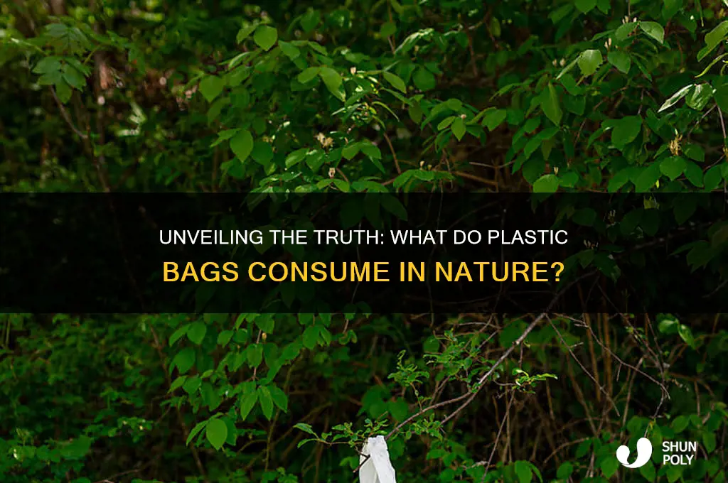 what do plastic bags eat