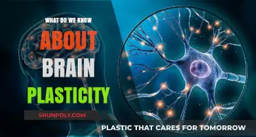 Unlocking Brain Plasticity: What We Know So Far