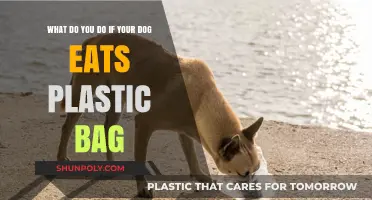 Dog Ate Plastic Bag? Immediate Steps to Safely Help Your Pet