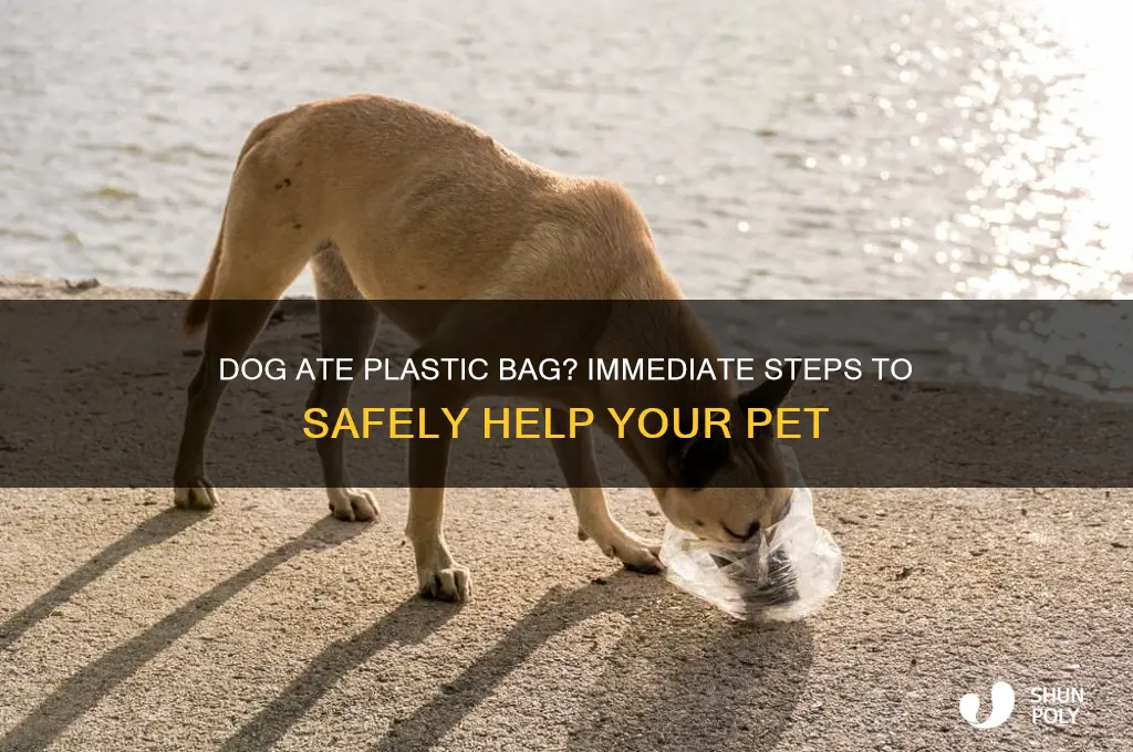 what do you do if your dog eats plastic bag