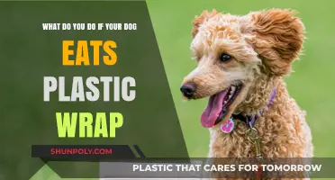 Eco-Friendly Alternatives: Safeguarding Your Dog from Plastic Wrap Hazards