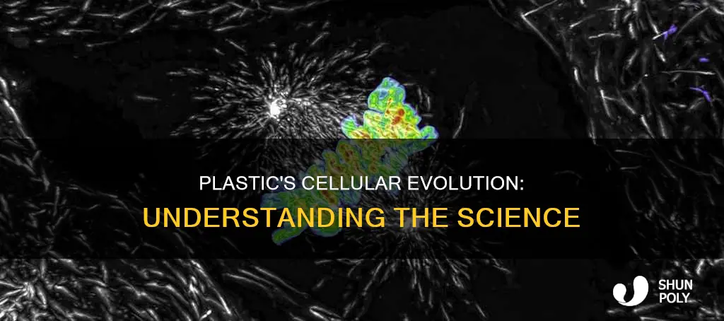 what do you mean by cellular plastic