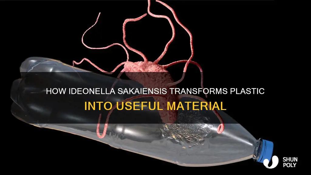 what does ideonella sakaiensis turn plastic into