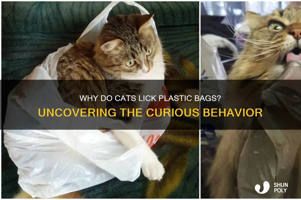 what does it mean when a cat licks plastic bags