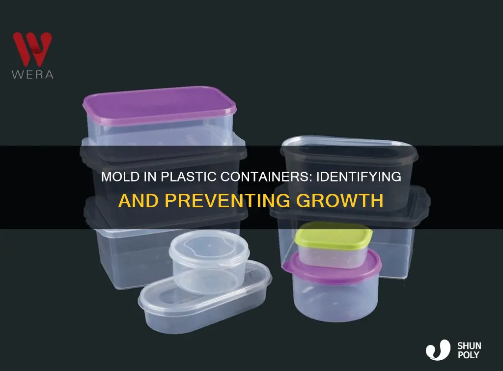 what does mold look like in plastic containers
