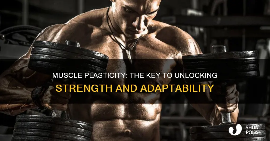 what does muscle plasticity refer to