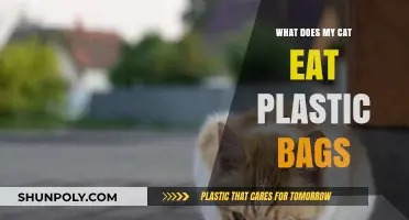Why Cats Eat Plastic Bags: Risks, Causes, and Prevention Tips