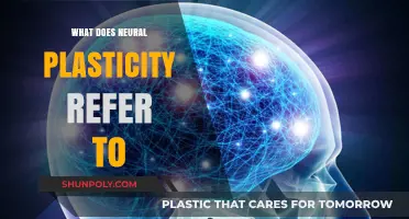 Understanding Brain Flexibility: Neural Plasticity Explained