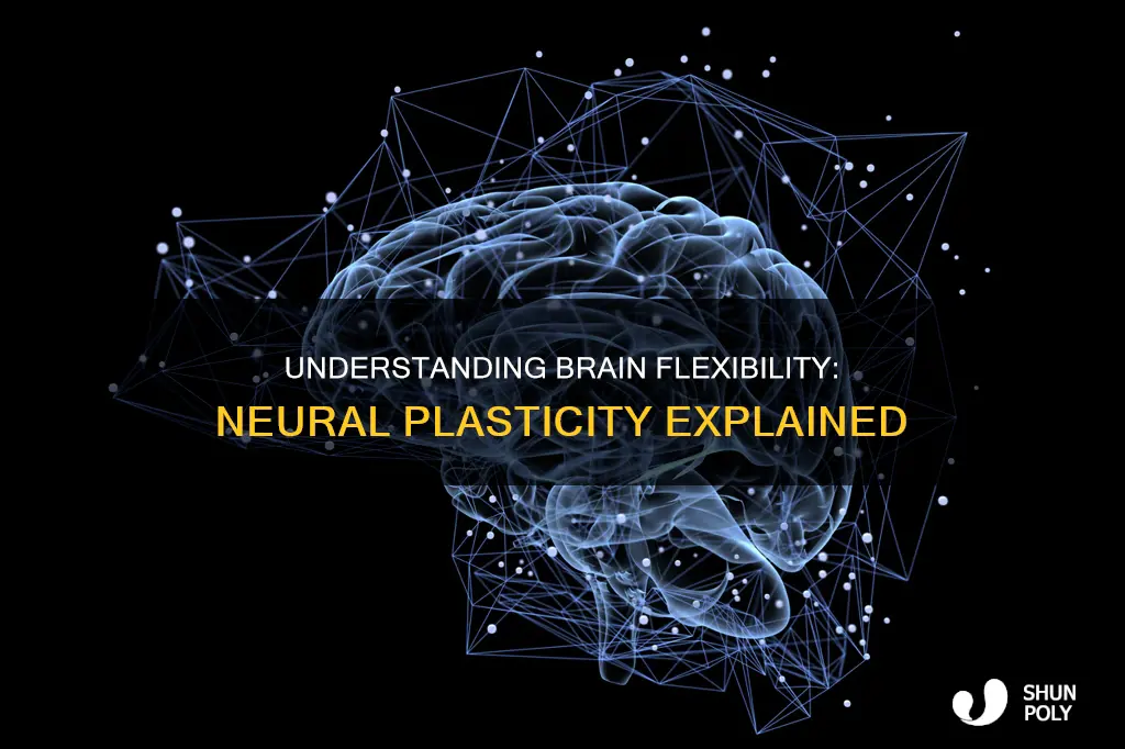 what does neural plasticity refer to