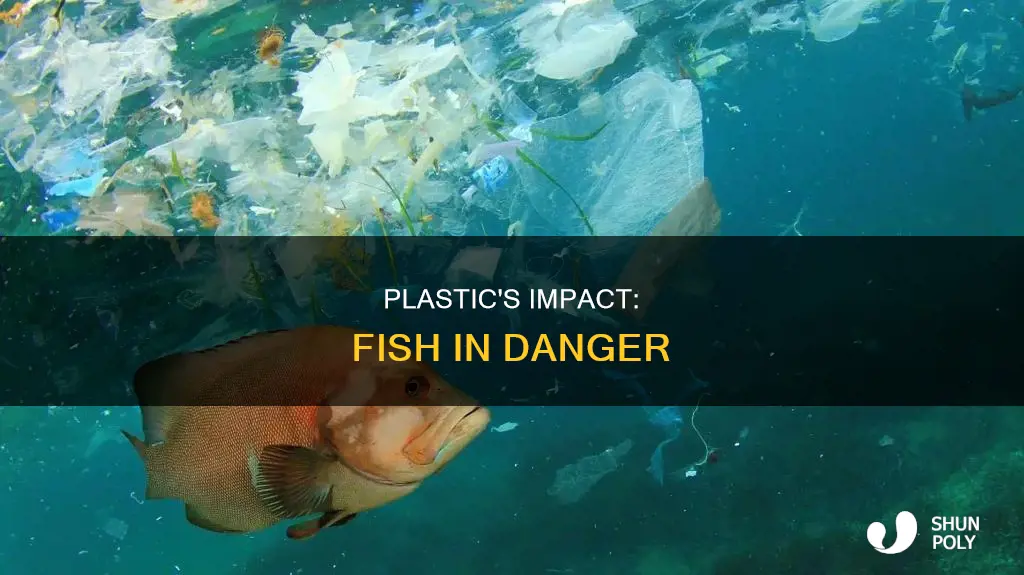 what does plastic do to fish