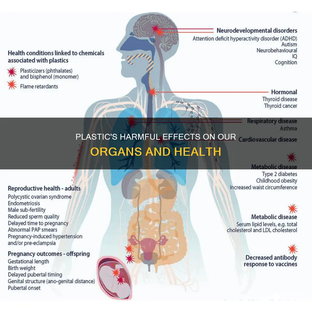 what does plastic do to organs drinking