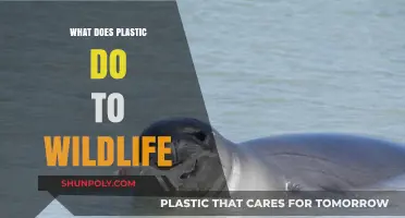 Plastic's Impact: Wildlife's Plight