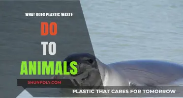 Plastic Waste: A Slow Death for Animals