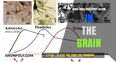 Brain Plasticity: Unlocking the Power to Change