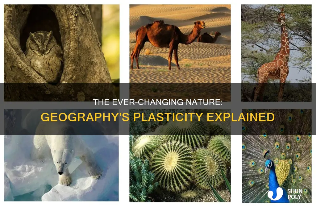 what does plasticity mean in geography