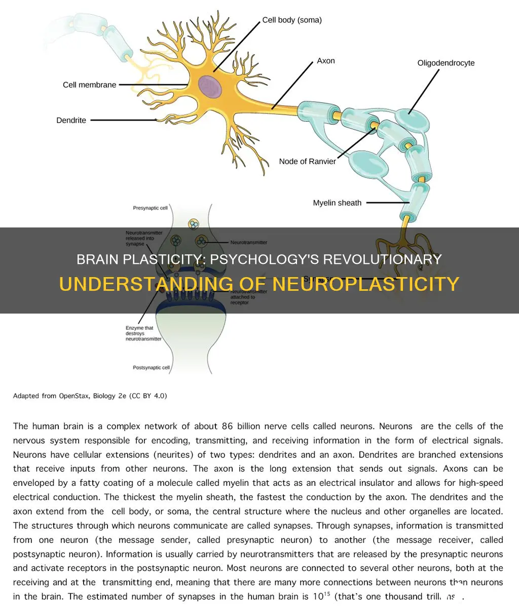 what does plasticity mean in psychology