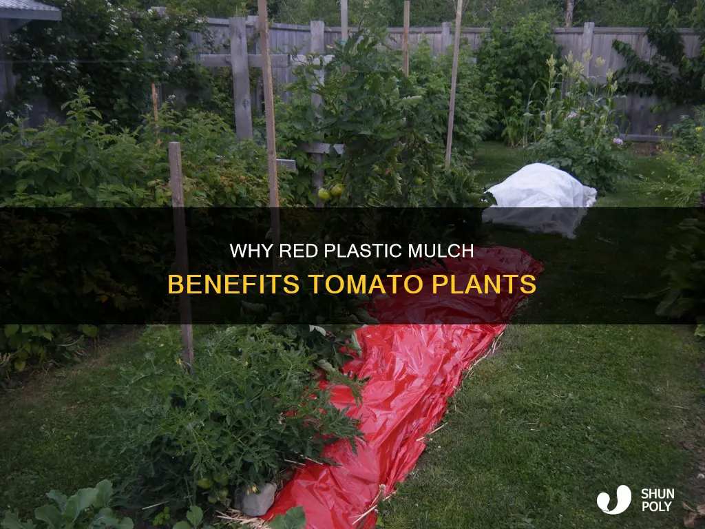 what does red plastic do for tomatoes