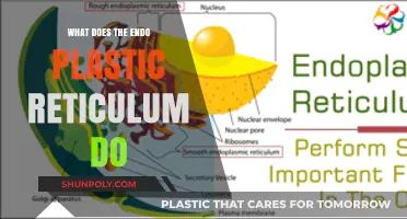 The ER: Master Organizer of Cell Functions