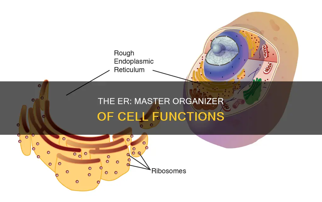 what does the endo plastic reticulum do