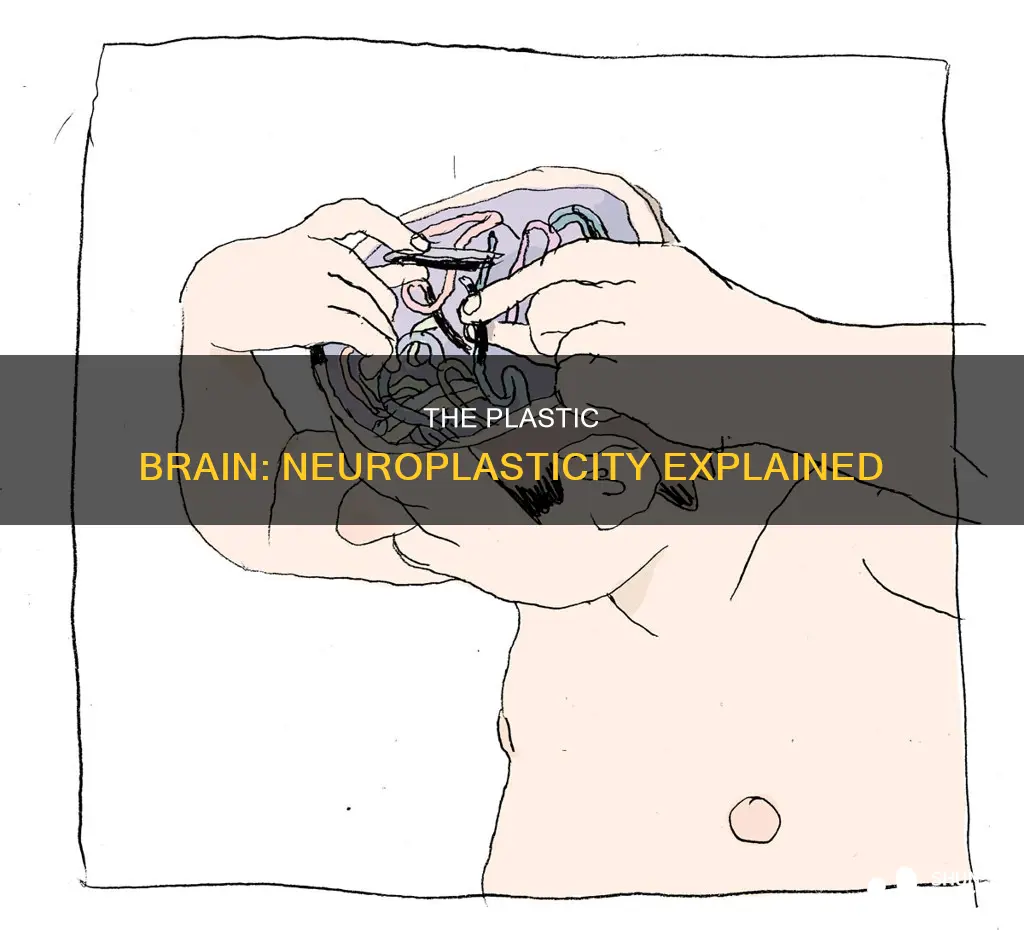 what does the term plastic brain mean
