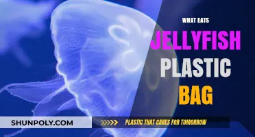 Jellyfish Predators Mistaking Plastic Bags for Prey: A Deadly Confusion
