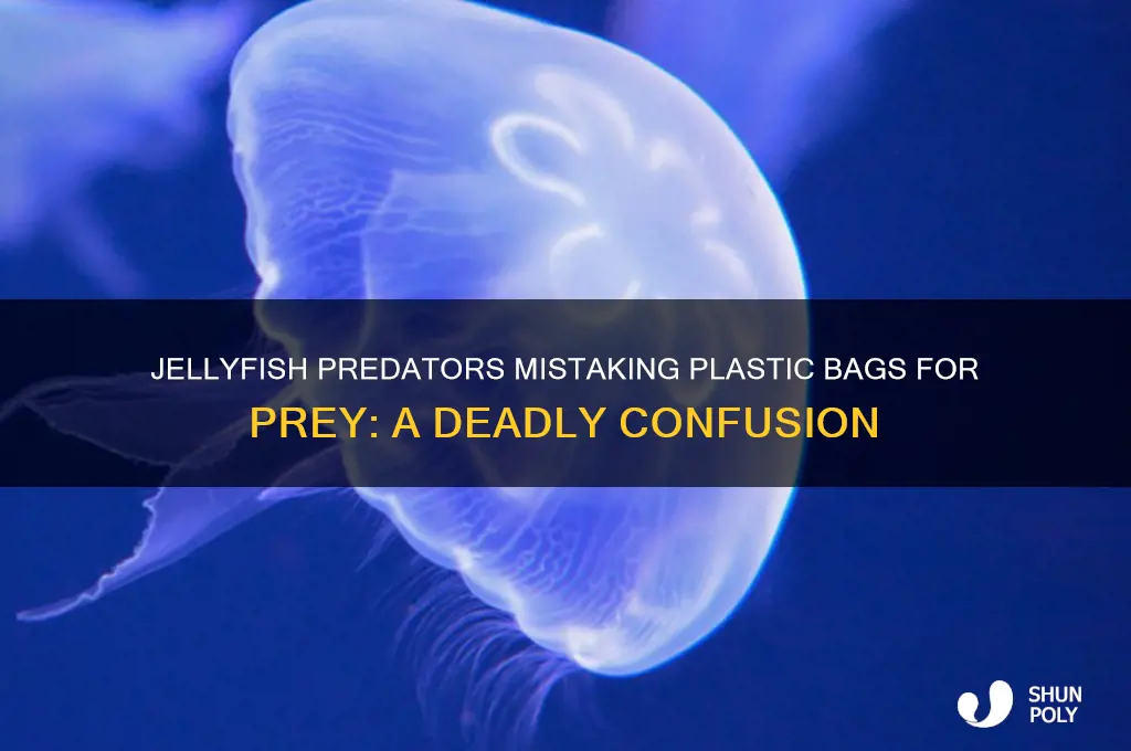 what eats jellyfish plastic bag