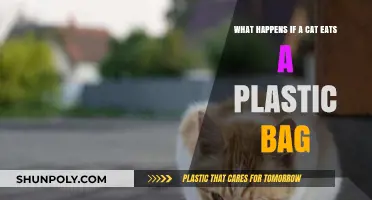 Cat Ate Plastic Bag? Immediate Steps and Potential Health Risks