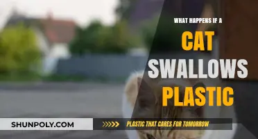Plastic Ingestion: A Cat's Dangerous Health Risk
