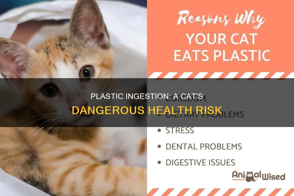 what happens if a cat swallows plastic