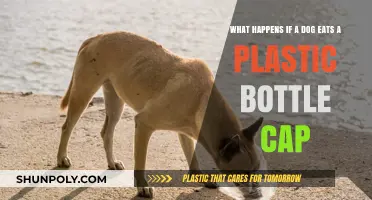 Dog Ate a Plastic Bottle Cap? Here’s What to Expect