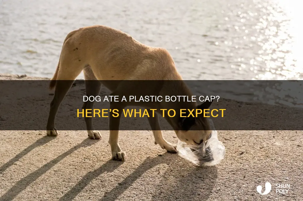 what happens if a dog eats a plastic bottle cap
