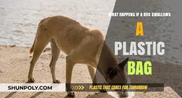 Dog Swallows Plastic Bag: Risks, Symptoms, and Immediate Actions