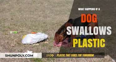 The Danger of Dogs Swallowing Plastic: What You Need to Know