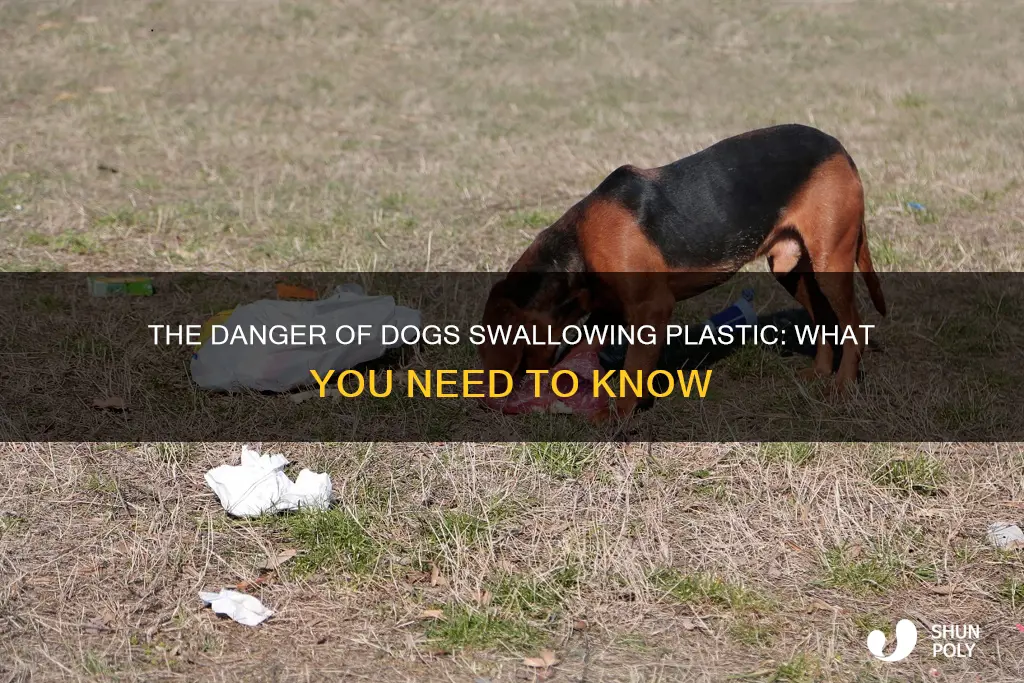 what happens if a dog swallows plastic