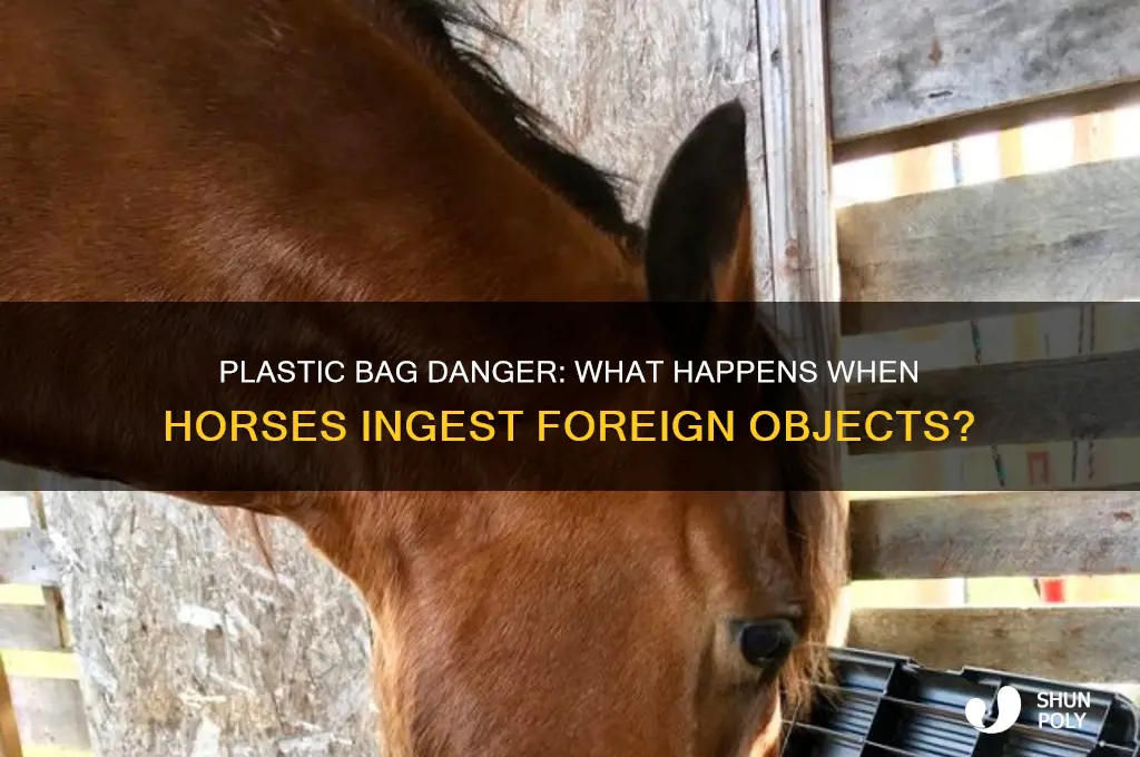 what happens if a horse eats a plastic bag