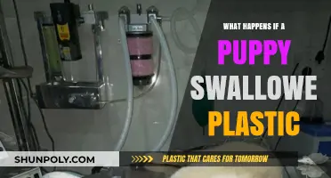 Foreign Body Ingestion in Puppies: Plastic Swallowing Dangers