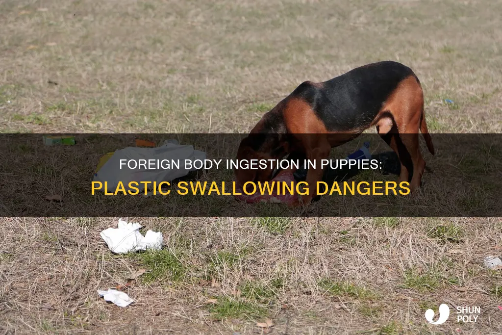 what happens if a puppy swallowed plastic
