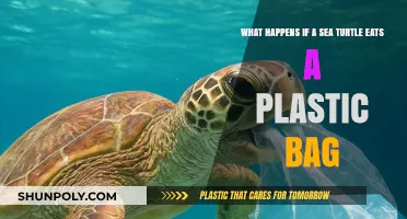 Plastic Bag Danger: How It Harms Sea Turtles and Our Oceans