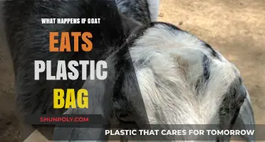Goat Eats Plastic Bag: Risks, Symptoms, and Emergency Care Tips