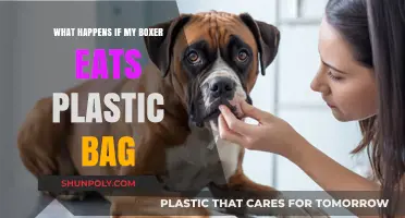 Boxer Ate Plastic Bag? Immediate Steps and Potential Health Risks
