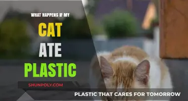 Cat Ate Plastic: What to Do and What to Expect